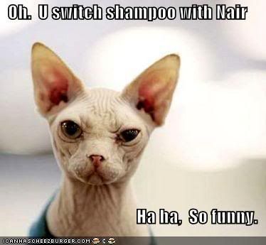 funny-pictures-sarcastic-hairless-c.jpg