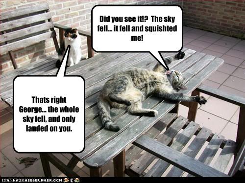 funny-pictures-sky-fell-on-cat.jpg