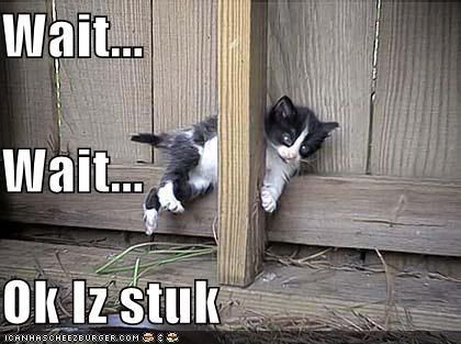 funny-pictures-stuck-cat.jpg