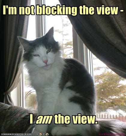 funny-pictures-this-cat-is-the-view.jpg