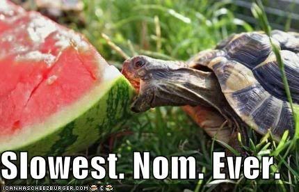 funny-pictures-turtle-eats-watermel.jpg