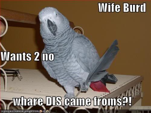 funny-pictures-wife-bird-with-feath.jpg