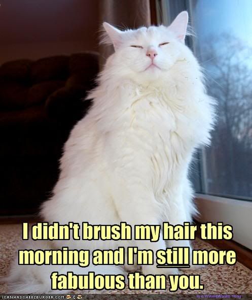 funny-pictures-your-cat-is-more-fab.jpg