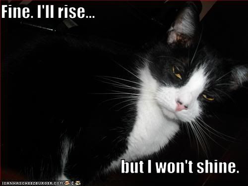 funny-pictures-your-cat-rises-but-w.jpg