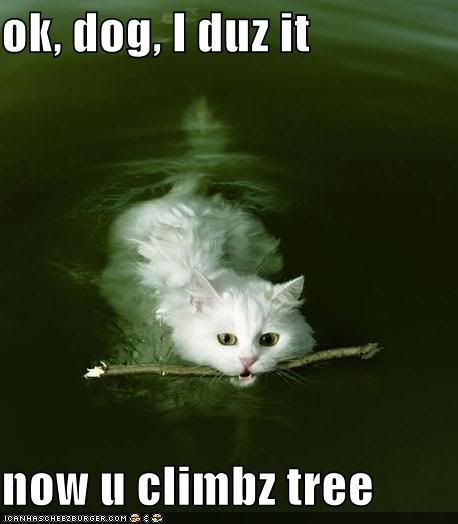 funny_cat-7066.jpg