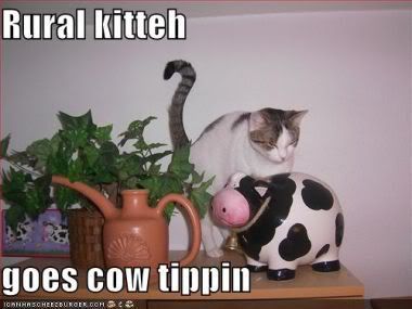 funnypicturescatcowtipping_copy1.jpg