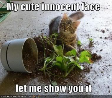 funnypictureskittenplantinnocenface.jpg