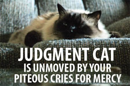 judgmentcat.jpg