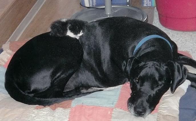 kitten_and_greatdane.jpg