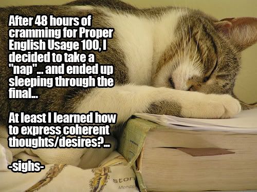 lolcat-studying.jpg