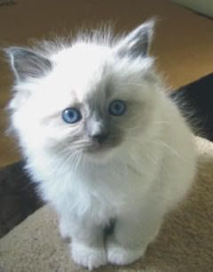 ragdoll-blue-eye.jpg