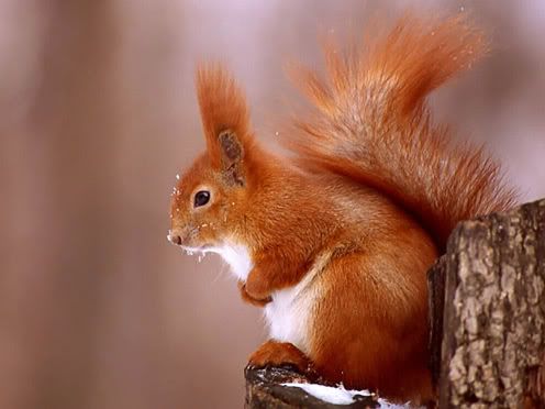 red_squirrel.jpg