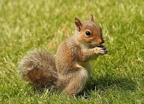 squirrel-5.jpg