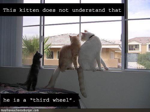 third-wheel-kitten.jpg