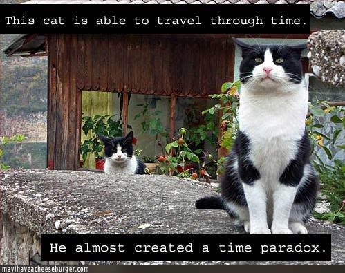 time-paradox-cat.jpg