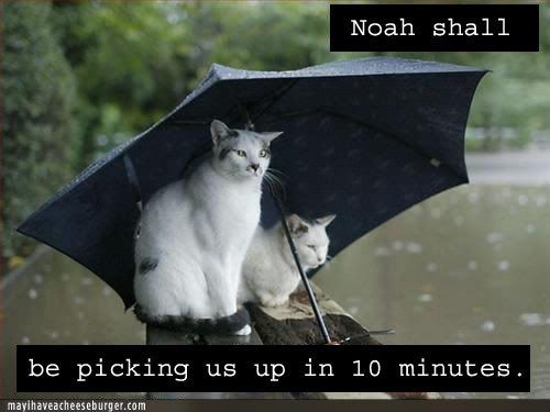 umbrella-cats.jpg