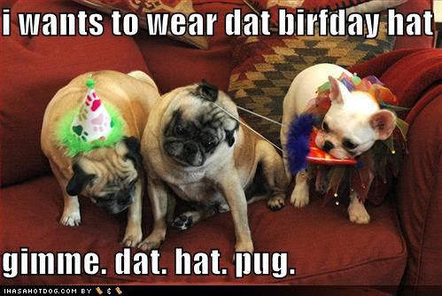 funny-dog-pictures-birthday-hats.jpg