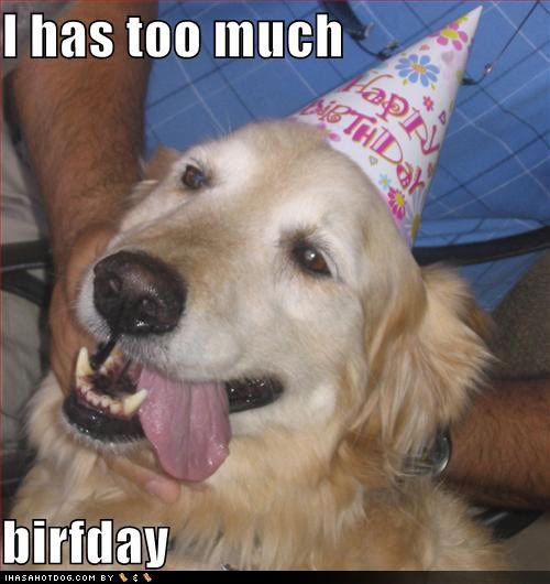 funny-dog-pictures-too-much-birthda.jpg