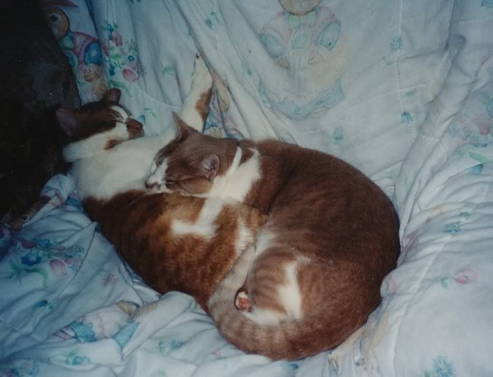 TaiandDar-SnuggleBuddies-2002.jpg