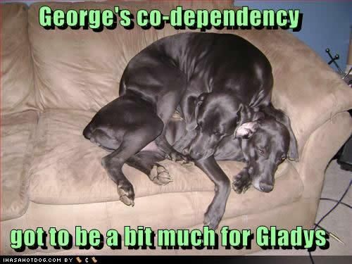 funny-dog-pictures-georges-codepend.jpg