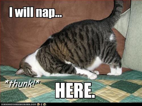 funny_pictures_cat_will_nap_here.jpg