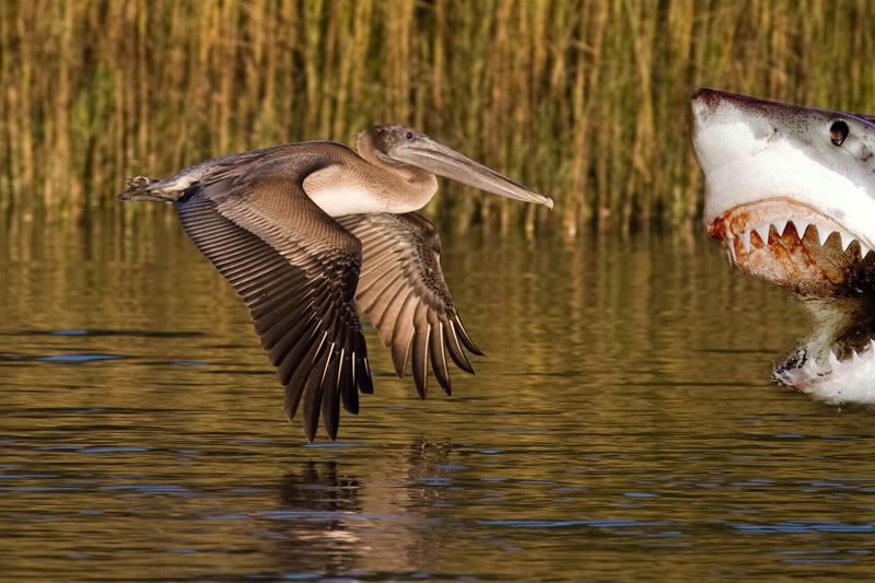 IMAGE: http://img.photobucket.com/albums/v712/SnlpeR2/bite.jpg