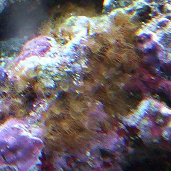 Stinging hydroids? Pic The Reef Tank