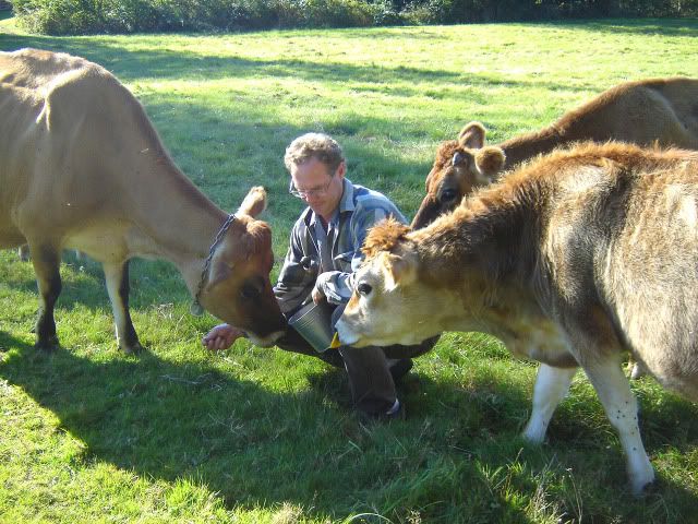 Don Bates and his herd