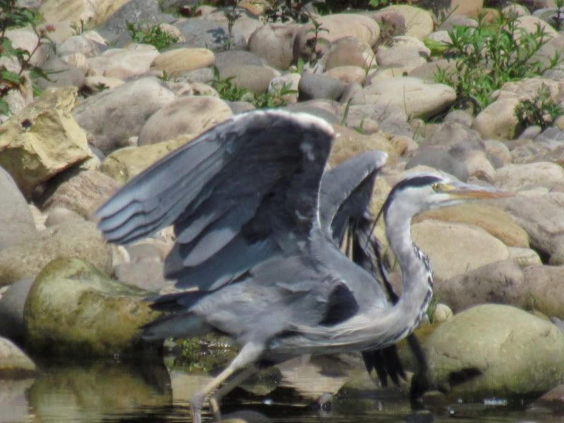 heron1.jpg