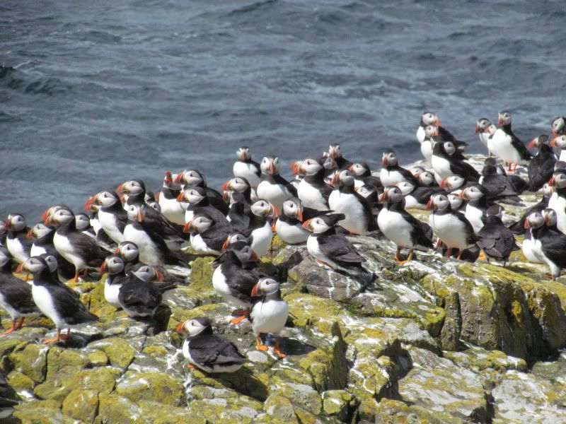 puffins3.jpg