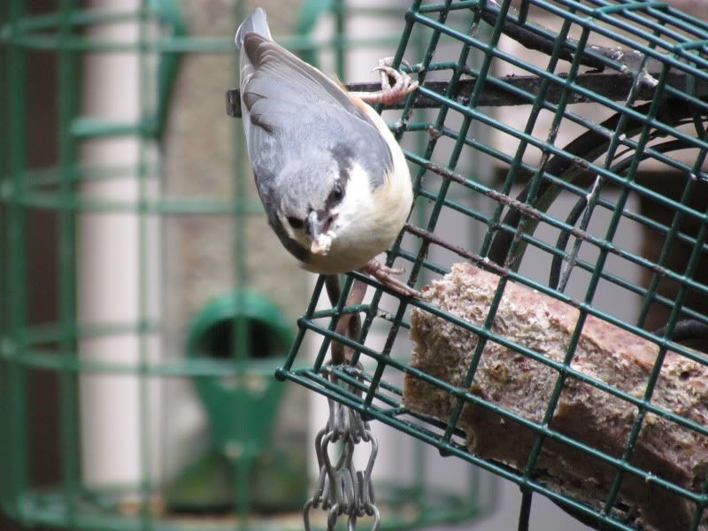 nuthatch.jpg