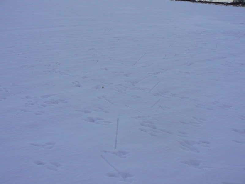 tracks2.jpg