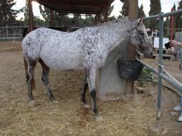 Marble Appaloosa