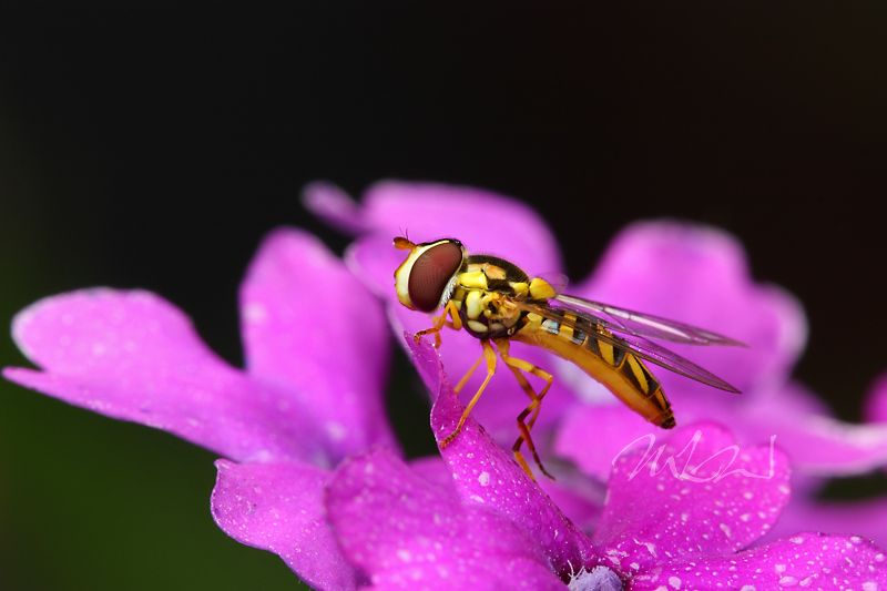 IMAGE: http://img.photobucket.com/albums/v714/DeepWoodsDecals/Macro/IMG_4342_MACRO_05_20_12-copy.jpg