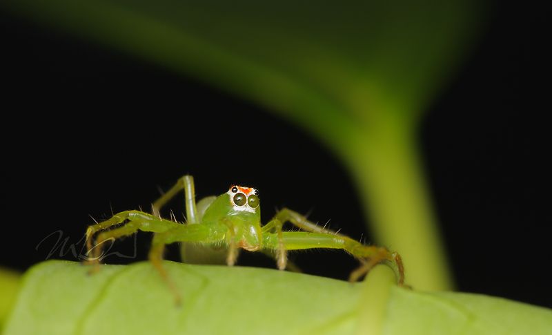 IMAGE: http://img.photobucket.com/albums/v714/DeepWoodsDecals/Macro/IMG_4541_MACRO_05_23_12-copy.jpg