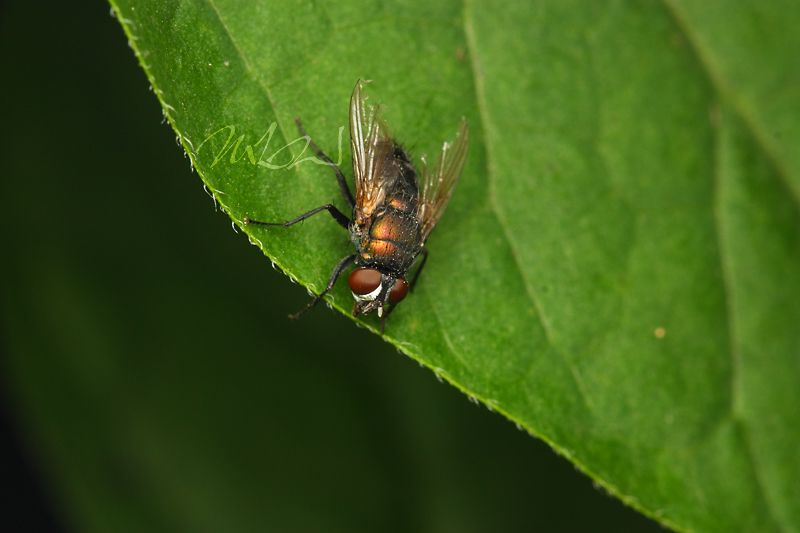 IMAGE: http://img.photobucket.com/albums/v714/DeepWoodsDecals/Macro/IMG_4561_MACRO_05_23_12-copy.jpg