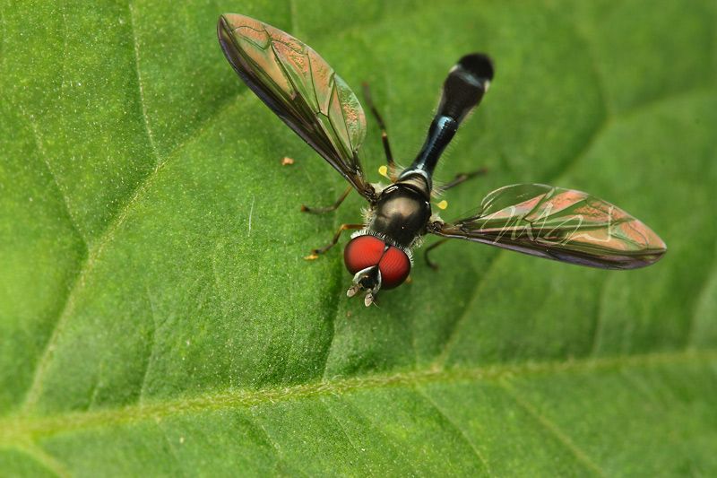 IMAGE: http://img.photobucket.com/albums/v714/DeepWoodsDecals/Macro/IMG_4564_MACRO_05_23_12_Syrphid_Fly.jpg