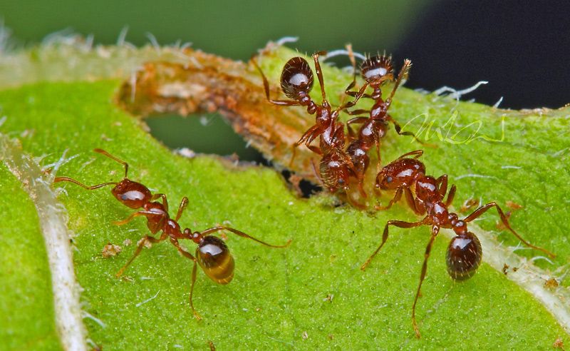 IMAGE: http://img.photobucket.com/albums/v714/DeepWoodsDecals/Macro/IMG_4597_MACRO_05_25_12_Light_critique_Ants.jpg