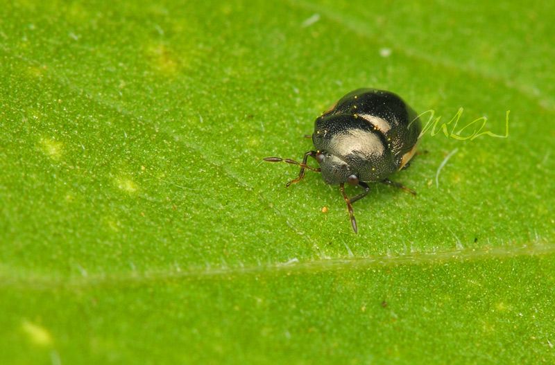 IMAGE: http://img.photobucket.com/albums/v714/DeepWoodsDecals/Macro/IMG_4602_MACRO_05_25_12-copy.jpg