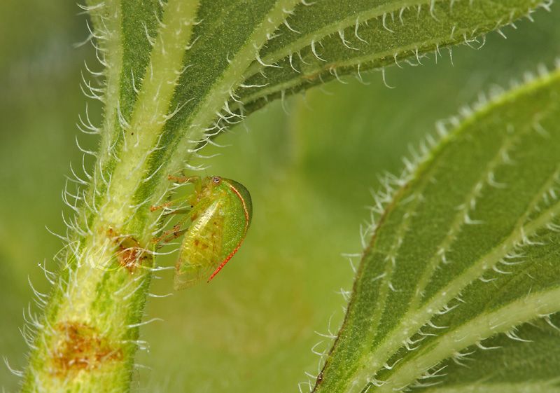 IMAGE: http://img.photobucket.com/albums/v714/DeepWoodsDecals/Macro/IMG_4645_MACRO_05_26_12-copy.jpg