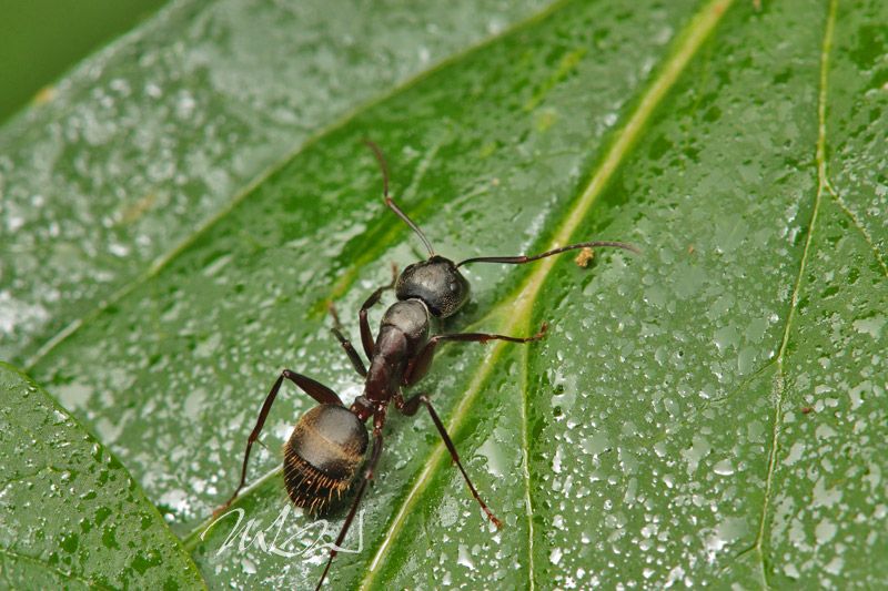 IMAGE: http://img.photobucket.com/albums/v714/DeepWoodsDecals/Macro/IMG_4740_MACRO_05_26_12-copy.jpg