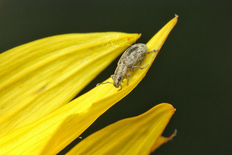 IMAGE: http://img.photobucket.com/albums/v714/DeepWoodsDecals/Macro/IMG_4796_MACRO_05_26_12-copy.jpg