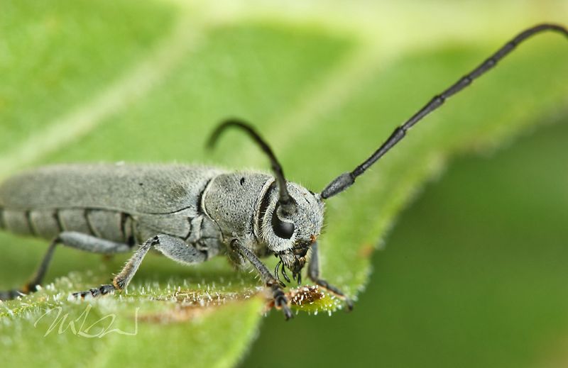 IMAGE: http://img.photobucket.com/albums/v714/DeepWoodsDecals/Macro/IMG_4823_MACRO_05_29_12-copy.jpg