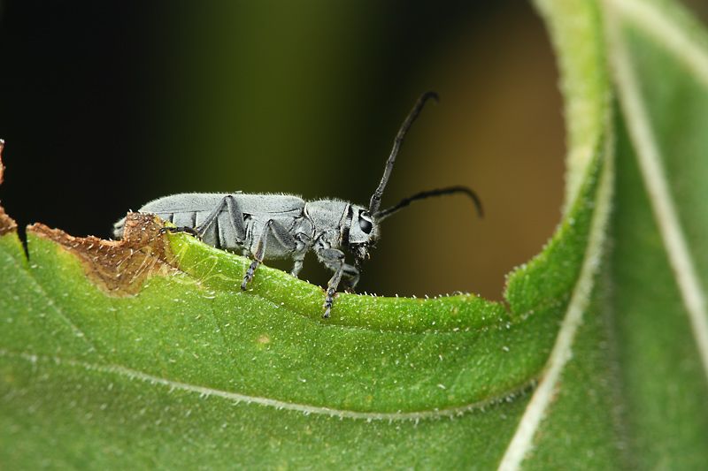 IMAGE: http://img.photobucket.com/albums/v714/DeepWoodsDecals/Macro/IMG_4825_MACRO_05_29_12-copy.jpg