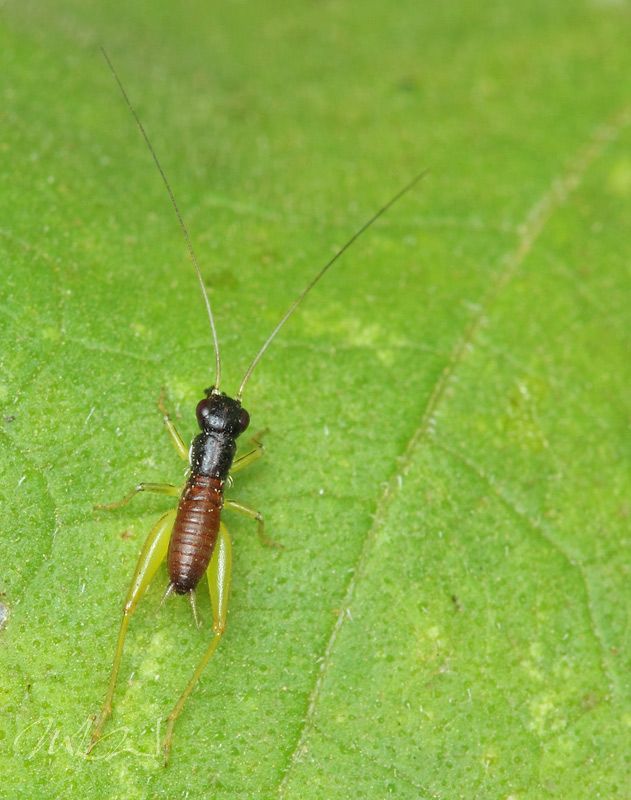 IMAGE: http://img.photobucket.com/albums/v714/DeepWoodsDecals/Macro/IMG_4829_MACRO_05_29_12-copy.jpg