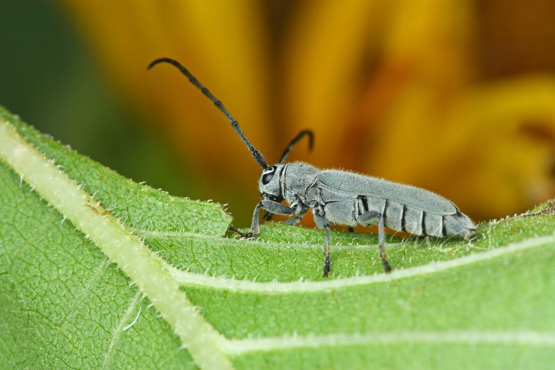 IMAGE: http://img.photobucket.com/albums/v714/DeepWoodsDecals/Macro/IMG_4837_MACRO_05_29_12-copy.jpg