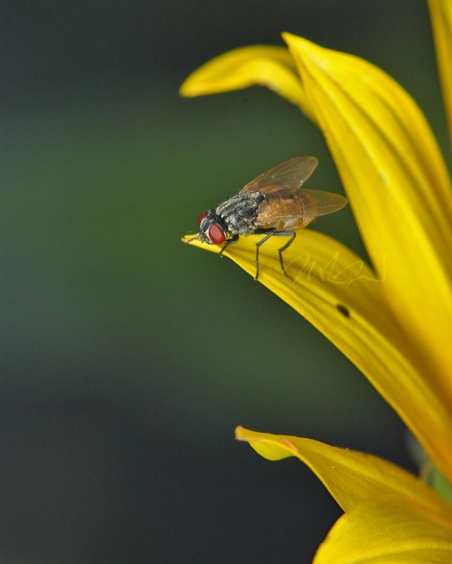 IMAGE: http://img.photobucket.com/albums/v714/DeepWoodsDecals/Macro/IMG_4840_MACRO_05_29_12-copy.jpg