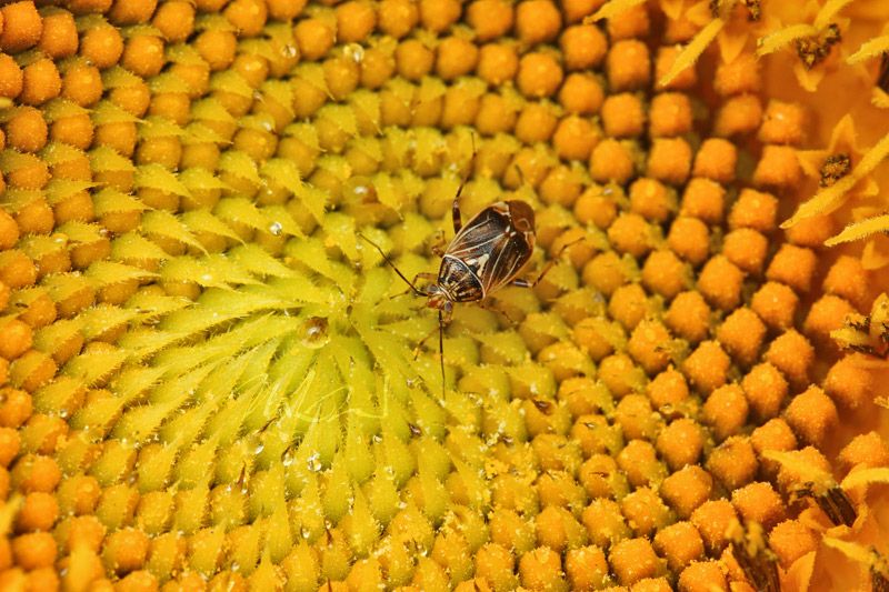 IMAGE: http://img.photobucket.com/albums/v714/DeepWoodsDecals/Macro/IMG_4842_MACRO_05_29_12-copy.jpg