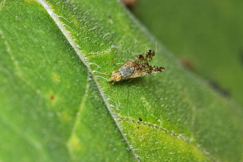 IMAGE: http://img.photobucket.com/albums/v714/DeepWoodsDecals/Macro/IMG_4854_MACRO_05_29_12-copy.jpg