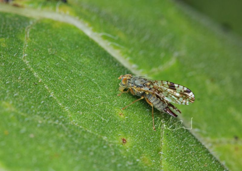 IMAGE: http://img.photobucket.com/albums/v714/DeepWoodsDecals/Macro/IMG_4857_MACRO_05_29_12-copy.jpg